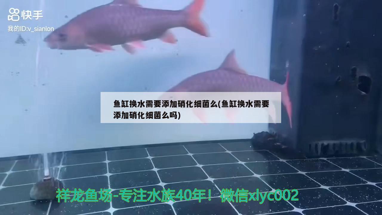 鱼缸用什么清理好(鱼缸有什么方法容易清理)