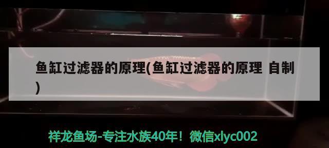 小鱼缸怎么组装视频：小鱼缸怎么组装视频讲解 广州水族批发市场 第2张