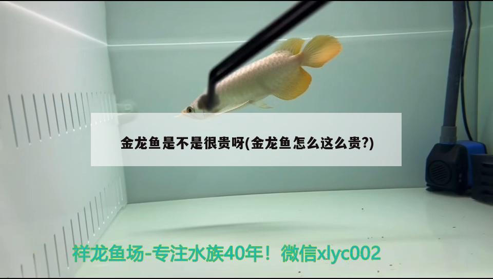 金龙鱼是不是很贵呀(金龙鱼怎么这么贵?) 水族灯（鱼缸灯） 第2张