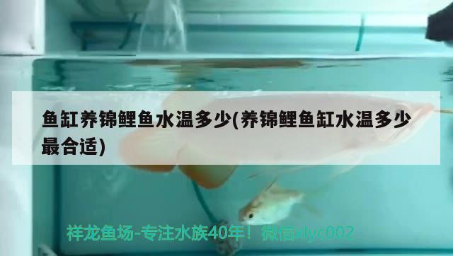 南美水族手机版下载：南美水族家园官方下载 观赏鱼市场 第2张