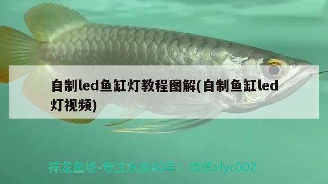 自制led鱼缸灯教程图解(自制鱼缸led灯视频) 巨骨舌鱼