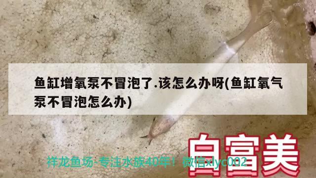 鱼缸增氧泵不冒泡了.该怎么办呀(鱼缸氧气泵不冒泡怎么办)