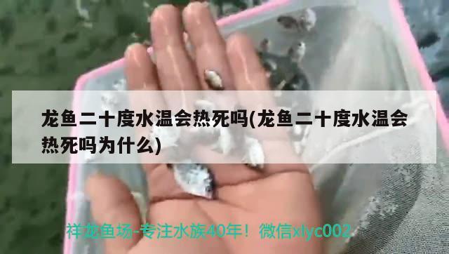 鱼缸怎么解决黄水问题(鱼缸黄水怎么回事) 帝王三间鱼