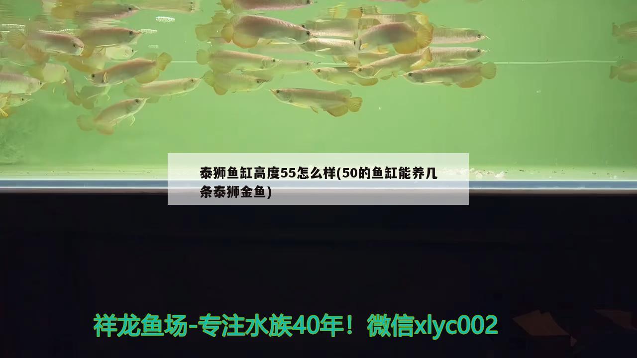 家里什么可以代替鱼食 稀有红龙品种 第2张