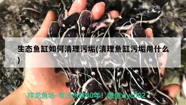 生态鱼缸如何清理污垢(清理鱼缸污垢用什么)