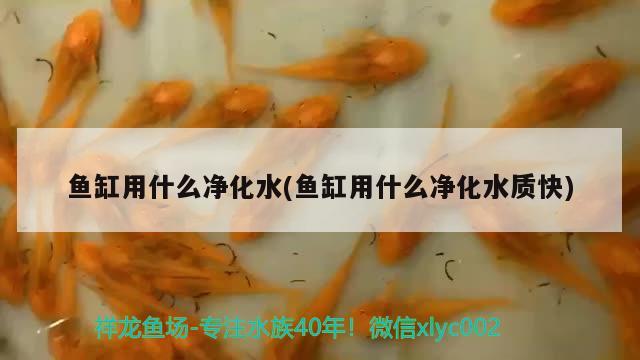 鱼缸用什么净化水(鱼缸用什么净化水质快) 广州水族批发市场