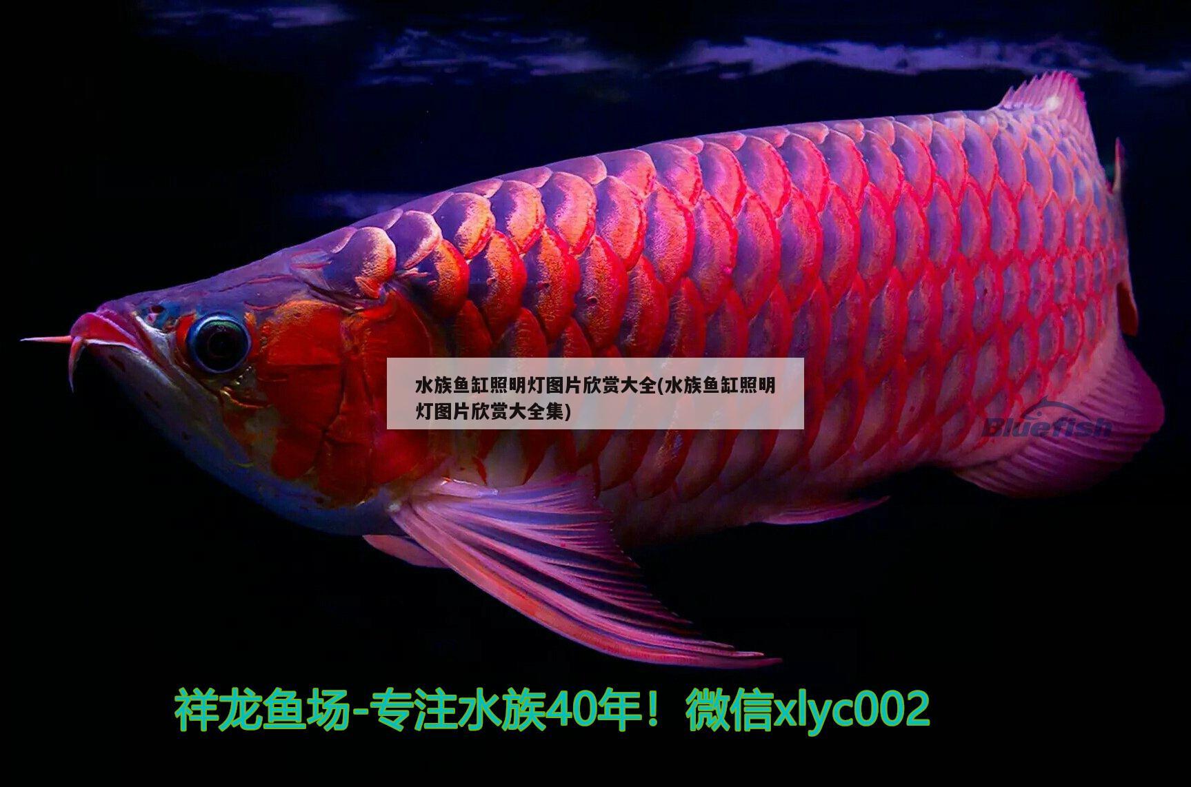 水族鱼缸照明灯图片欣赏大全(水族鱼缸照明灯图片欣赏大全集) 巴卡雷龙鱼