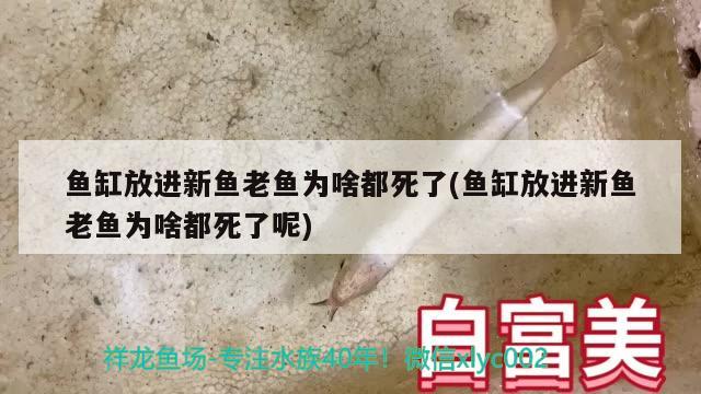 鱼缸放进新鱼老鱼为啥都死了(鱼缸放进新鱼老鱼为啥都死了呢)