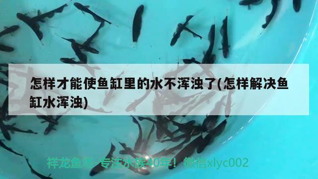 怎样才能使鱼缸里的水不浑浊了(怎样解决鱼缸水浑浊)