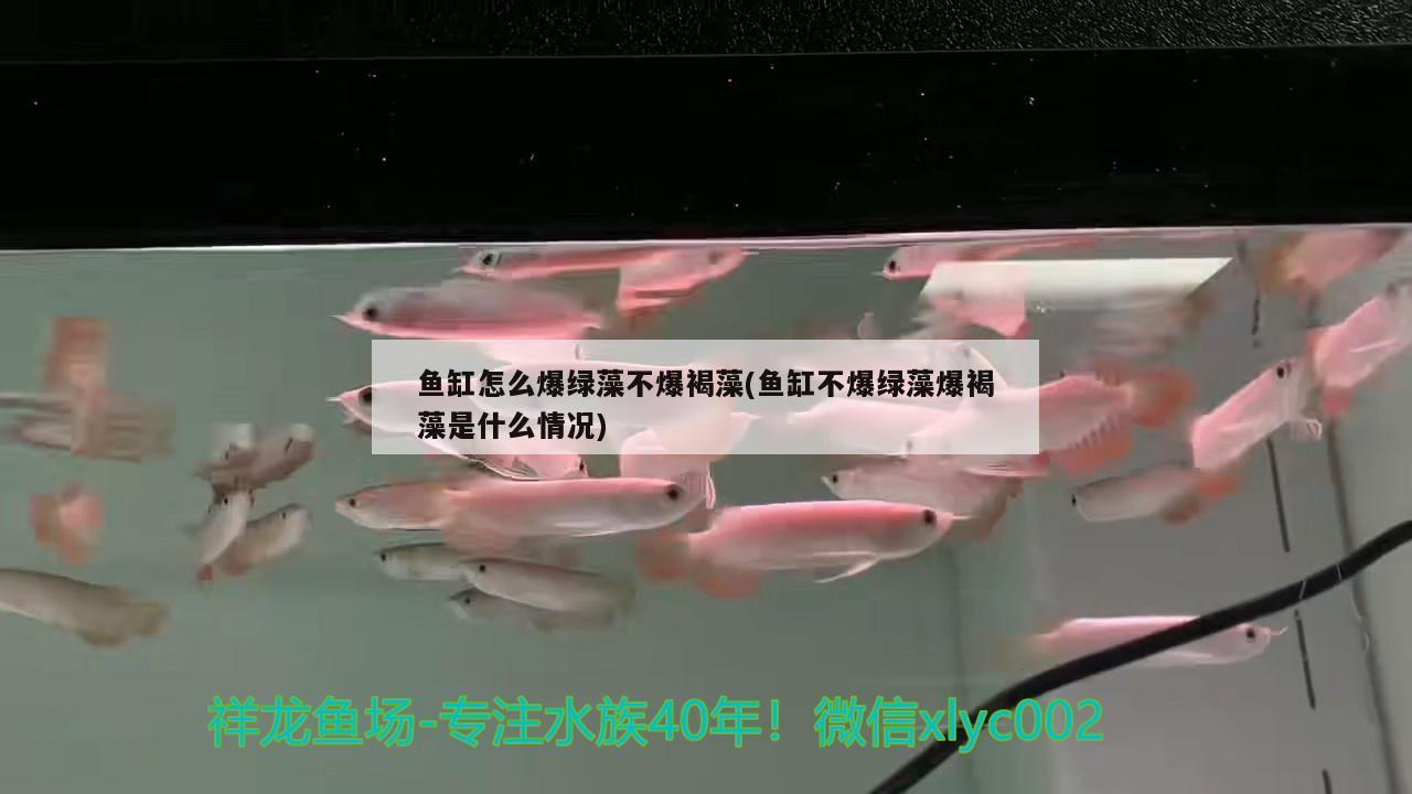 锦鲤鱼缸水浑浊原因和解决方案图片大全 锦鲤缸水发黄但是很清怎么解决 龙年龙鱼