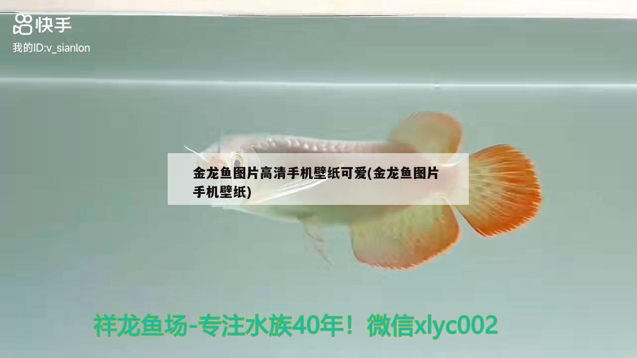 花老虎虫子咬了怎么办：花老虎虫子咬了怎么办图片 观赏鱼 第3张