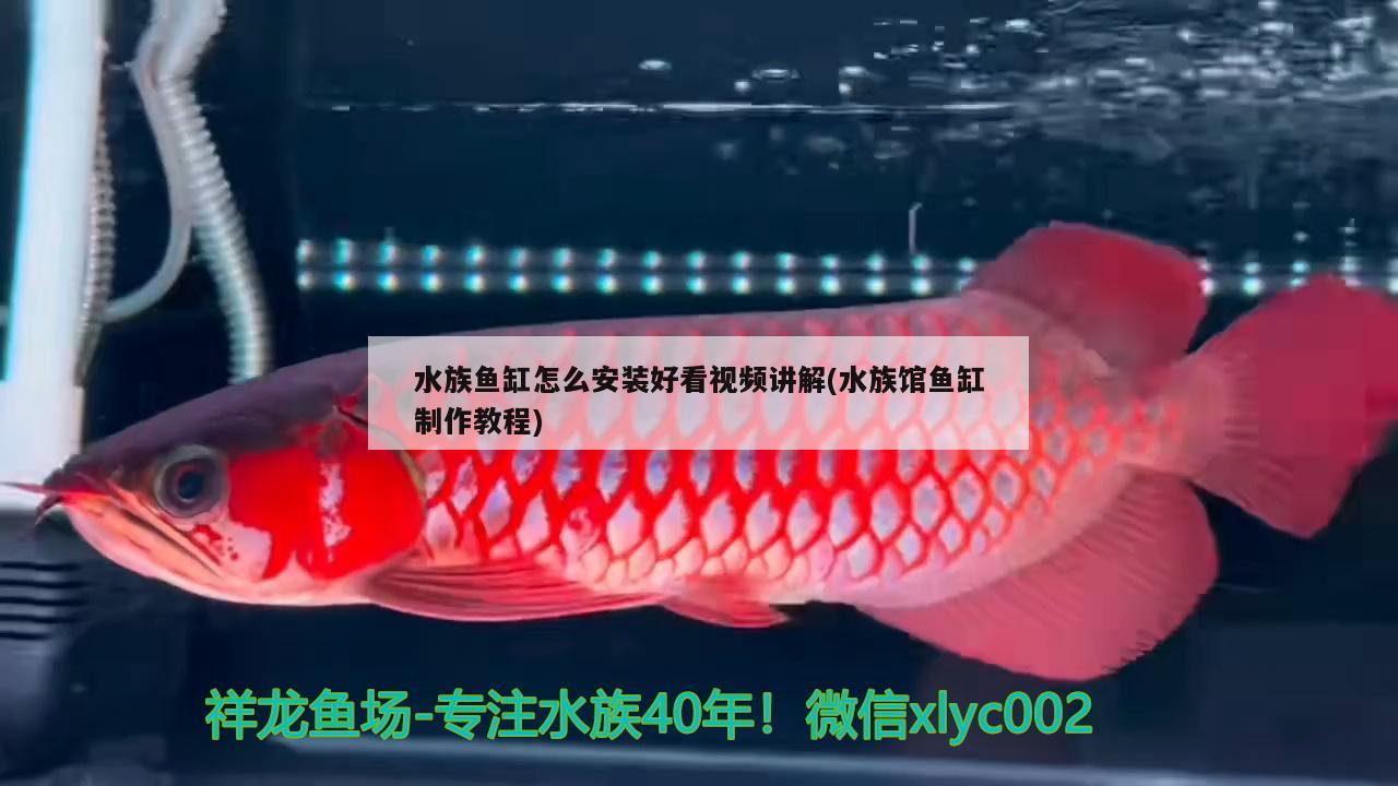 水族鱼缸怎么安装好看视频讲解(水族馆鱼缸制作教程) 大白鲨鱼苗