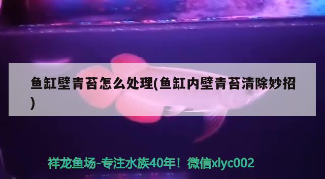 观赏鱼进口流程表格图解大全图片及价格视频播放(观赏鱼教程)