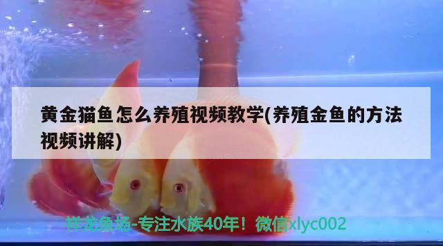 黄金猫鱼怎么养殖视频教学(养殖金鱼的方法视频讲解)