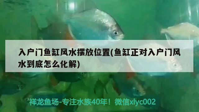 乌鲁木齐二手鱼缸求购信息大全图片：二手鱼缸转让批发市场 白子银版鱼苗