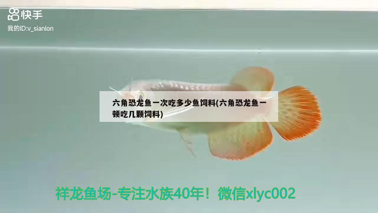 六角恐龙鱼一次吃多少鱼饲料(六角恐龙鱼一顿吃几颗饲料)