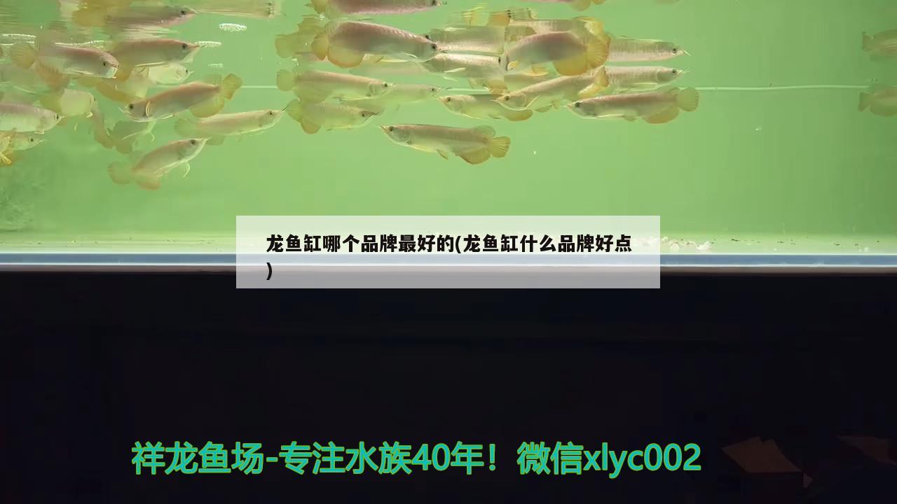 虎鱼怎么定水（虎鱼需要过水吗）