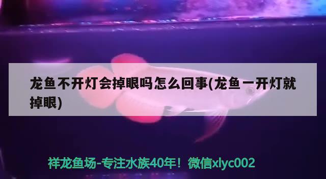 龙鱼不开灯会掉眼吗怎么回事(龙鱼一开灯就掉眼) 杀菌消毒设备