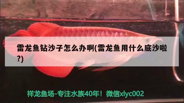 雷龙鱼钻沙子怎么办啊(雷龙鱼用什么底沙啦?) 黄金招财猫鱼