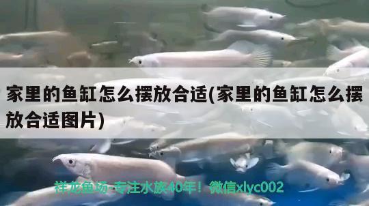 家里的鱼缸怎么摆放合适(家里的鱼缸怎么摆放合适图片)