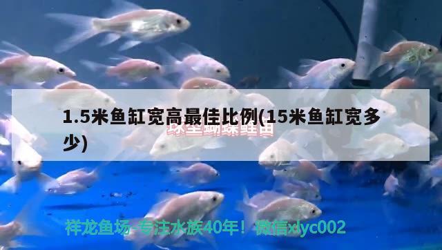 1.5米鱼缸宽高最佳比例(15米鱼缸宽多少) 短身红龙鱼