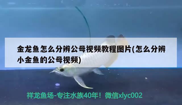 金龙鱼怎么分辨公母视频教程图片(怎么分辨小金鱼的公母视频) 温控设备