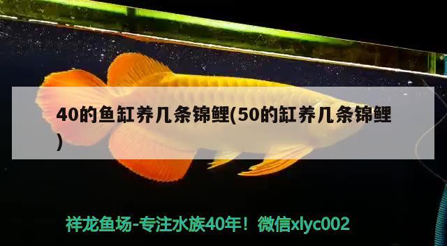 40的鱼缸养几条锦鲤(50的缸养几条锦鲤) 野生埃及神仙鱼