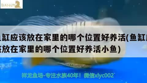 鱼缸应该放在家里的哪个位置好养活(鱼缸应该放在家里的哪个位置好养活小鱼) 鱼缸清洁用具