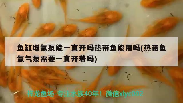 金龙鱼张大嘴捕食图片(银龙鱼张大嘴) 银龙鱼