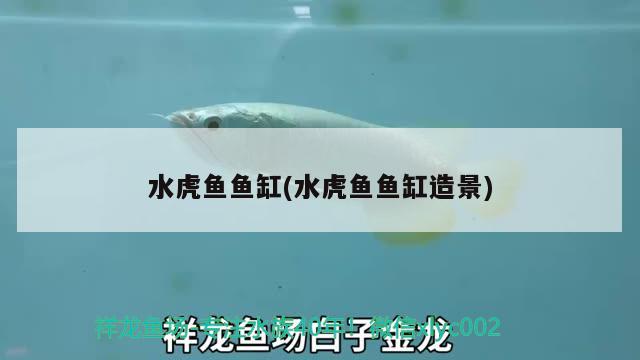 鱼缸黄水但水很清澈怎么处理（ 鱼缸黄水原因和解决方案）