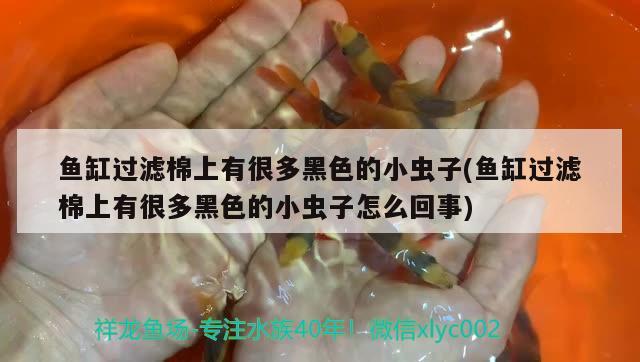 什么红龙鱼发色好看又好养活一些(红龙鱼怎样发色快) 龙鱼百科 第2张