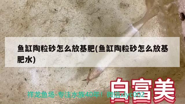 鱼缸陶粒砂怎么放基肥(鱼缸陶粒砂怎么放基肥水) 萨伊蓝鱼