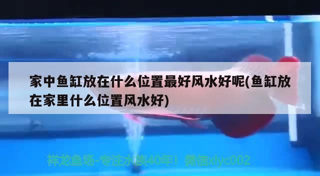 家中鱼缸放在什么位置最好风水好呢(鱼缸放在家里什么位置风水好)