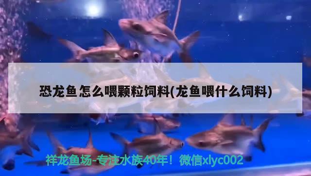 佛山市顺德区龙江镇宏凌水族器材店