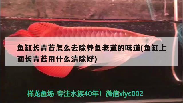 鱼缸长青苔怎么去除养鱼老道的味道(鱼缸上面长青苔用什么清除好) 恐龙王鱼