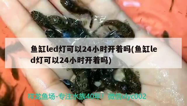 鱼缸led灯可以24小时开着吗(鱼缸led灯可以24小时开着吗) 观赏鱼饲料