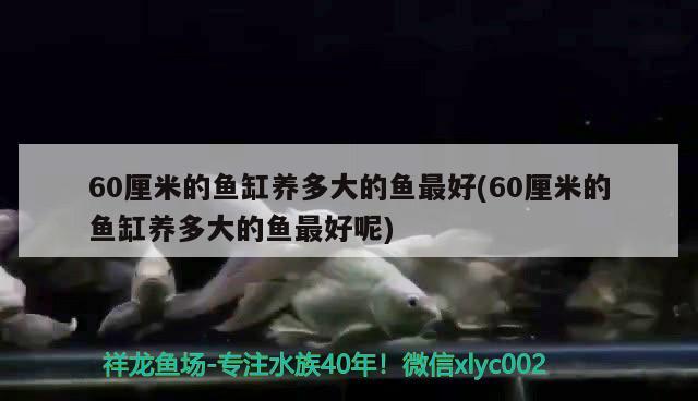 60厘米的鱼缸养多大的鱼最好(60厘米的鱼缸养多大的鱼最好呢) 粗线银版鱼苗