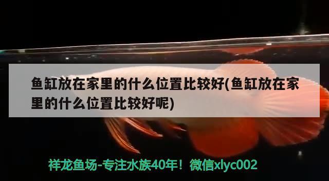 鱼缸放在家里的什么位置比较好(鱼缸放在家里的什么位置比较好呢)