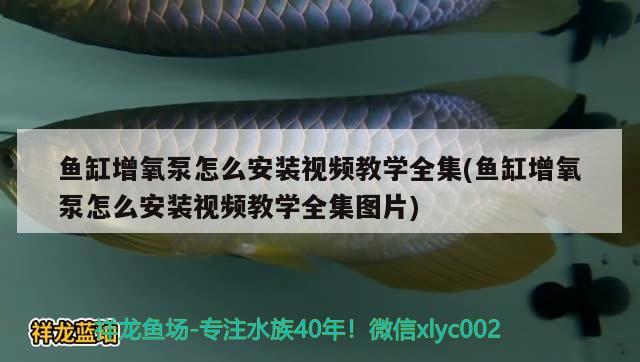 鱼缸增氧泵怎么安装视频教学全集(鱼缸增氧泵怎么安装视频教学全集图片) 红魔王银版鱼 第2张