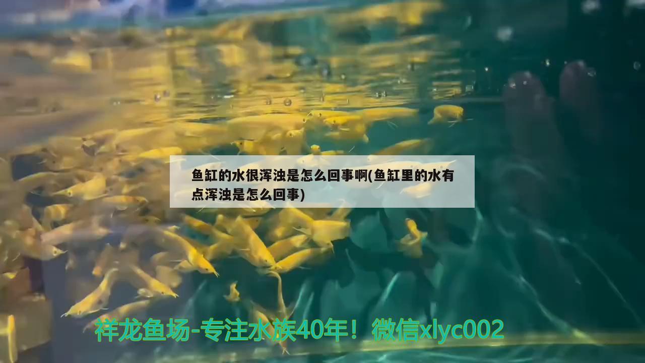 鱼缸的水很浑浊是怎么回事啊(鱼缸里的水有点浑浊是怎么回事) 过背金龙鱼