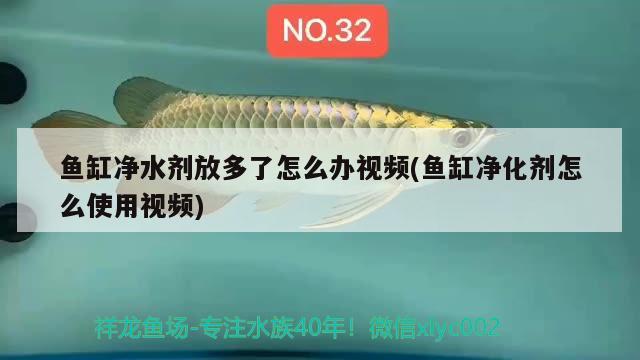 鱼缸净水剂放多了怎么办视频(鱼缸净化剂怎么使用视频) 银河星钻鱼