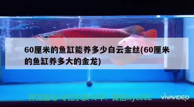 60厘米的鱼缸能养多少白云金丝(60厘米的鱼缸养多大的金龙)