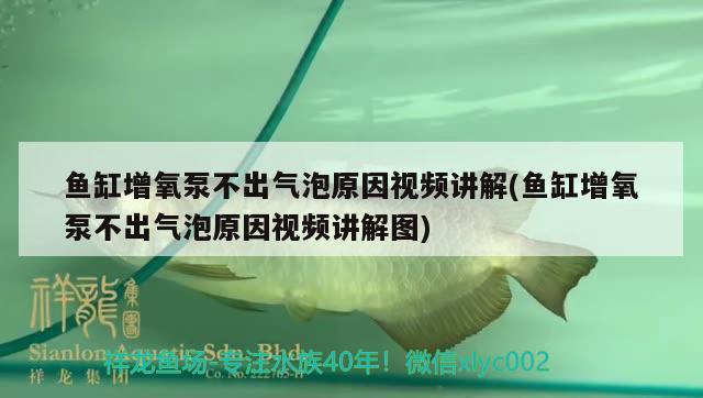 鱼缸增氧泵不出气泡原因视频讲解(鱼缸增氧泵不出气泡原因视频讲解图) 金三间鱼