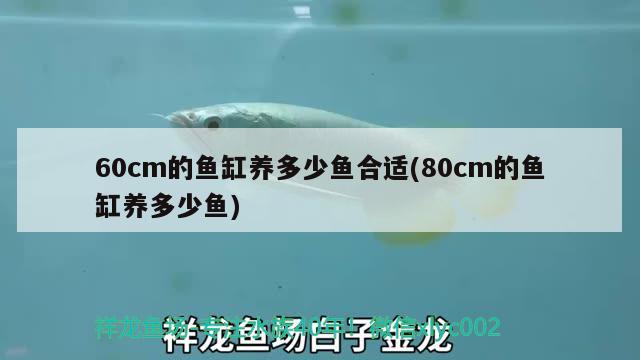 60cm的鱼缸养多少鱼合适(80cm的鱼缸养多少鱼)