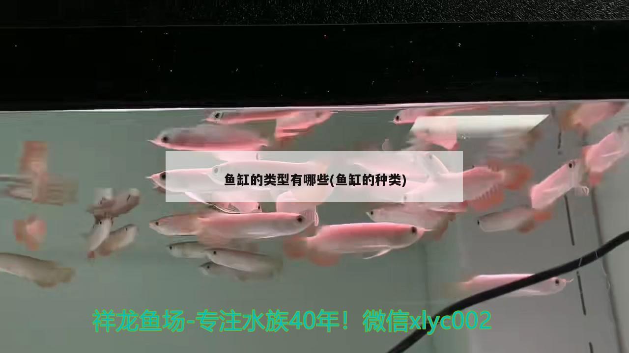 鱼缸的类型有哪些(鱼缸的种类) 泰庞海莲鱼