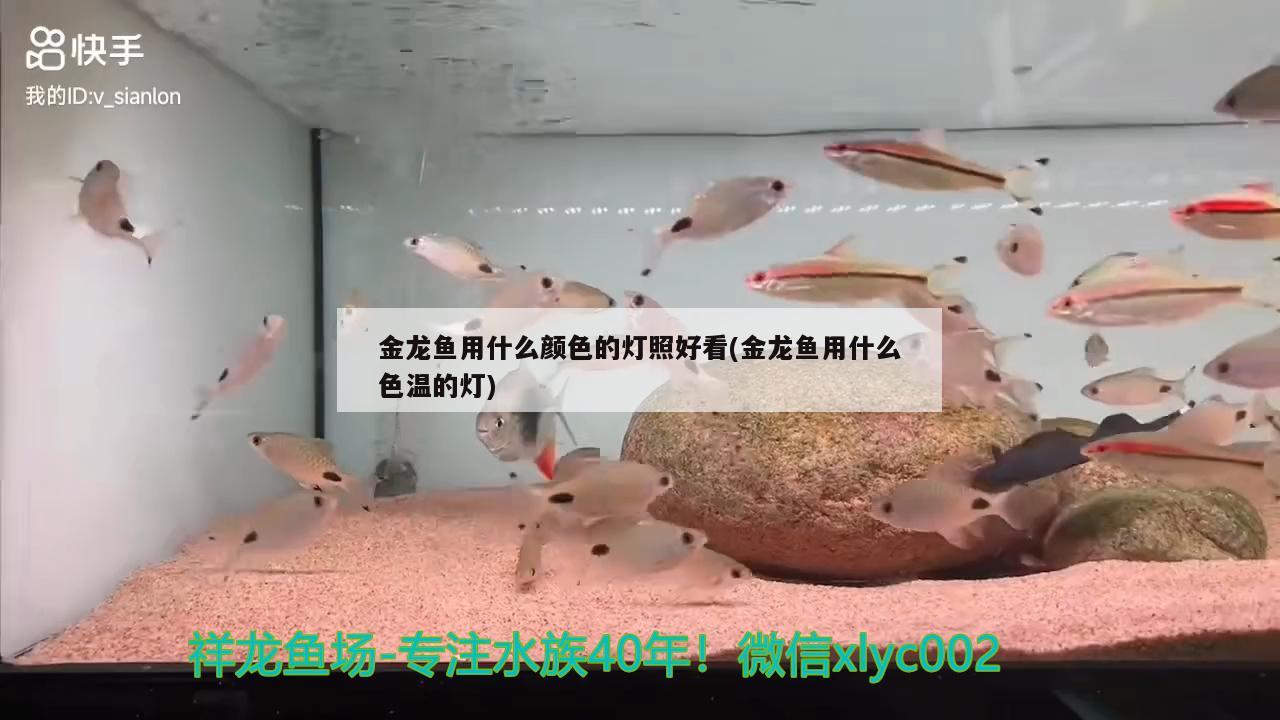 金龙鱼用什么颜色的灯照好看(金龙鱼用什么色温的灯) 鱼缸清洁用具