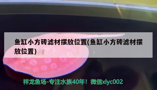 鱼缸小方砖滤材摆放位置(鱼缸小方砖滤材摆放位置) 翡翠凤凰鱼