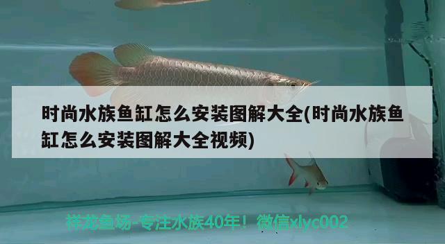 时尚水族鱼缸怎么安装图解大全(时尚水族鱼缸怎么安装图解大全视频) 祥龙进口元宝凤凰鱼