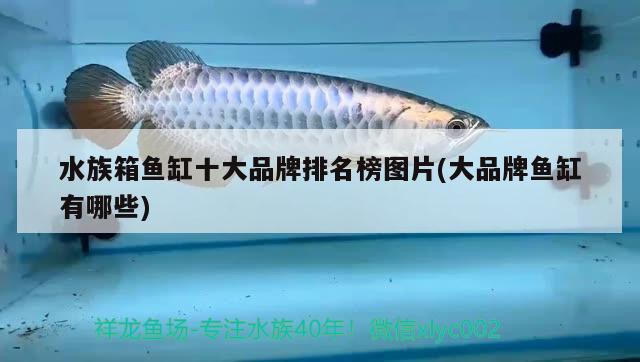 水族箱鱼缸十大品牌排名榜图片(大品牌鱼缸有哪些) 鱼缸/水族箱