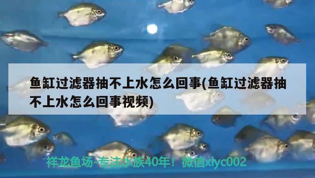 鱼缸过滤器抽不上水怎么回事(鱼缸过滤器抽不上水怎么回事视频)